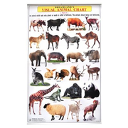 Visual Shape &amp; Colour Chart