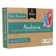 Lectii de anatomie: Organe de simt. Sistemul respirator. Sistemul circulator - Lectii Montessori