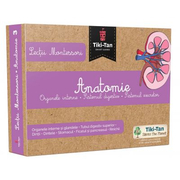 Lectii de anatomie: Organe interne. Sistemul digestiv - Lectii Montessori
