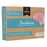 Lectii de Anatomie: Sistemul osos. Sistemul nervos - Lectii Montessori
