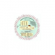 Discheta verbelor neregulate - limba germana